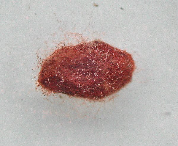 the cocoon