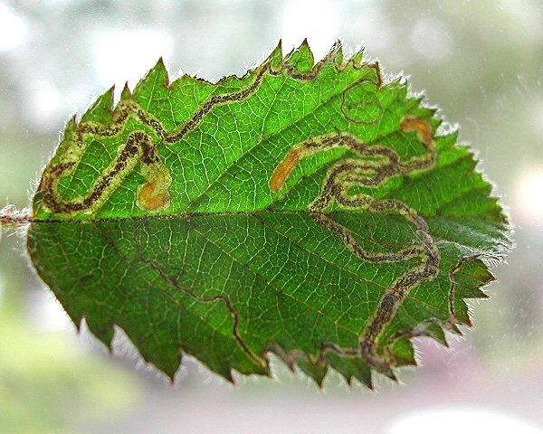 the larvae have yellowish bodies and yellow-brown heads