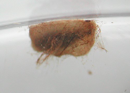 the larva forms a cocoon which can vary from pale green to pale brown