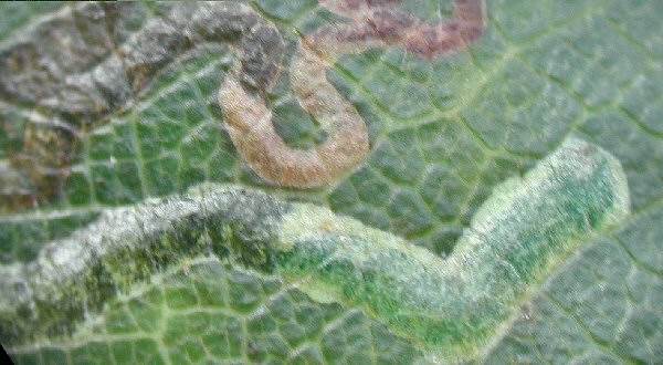 larva in mine