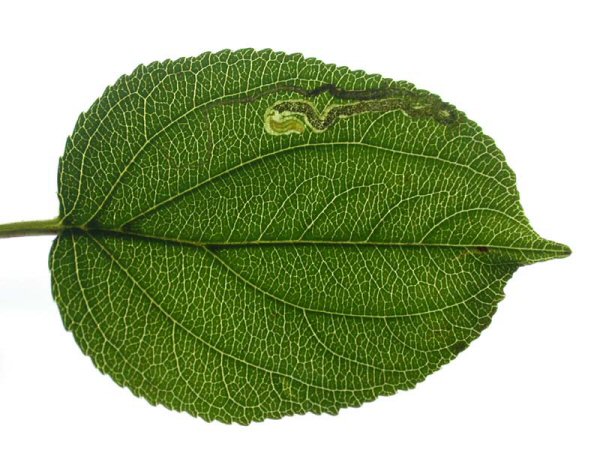 larva in mine