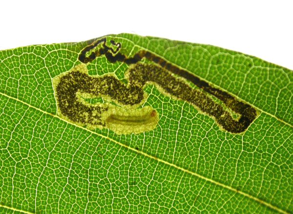 larva in mine