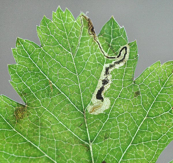 the larva is pale, with a pale brown head