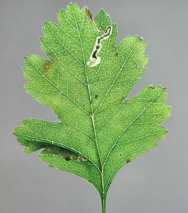 the lower mine is Phyllonorycter oxyacanthae