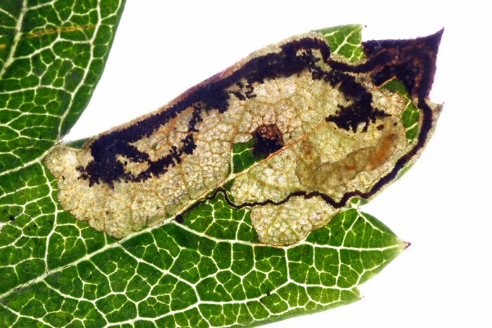 the larva is pale, with a pale brown head