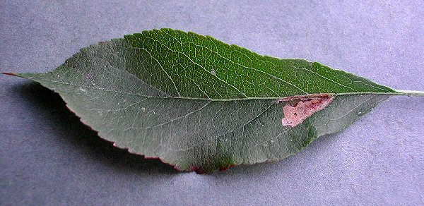 a narrow gallery followed by an orange brown blotch