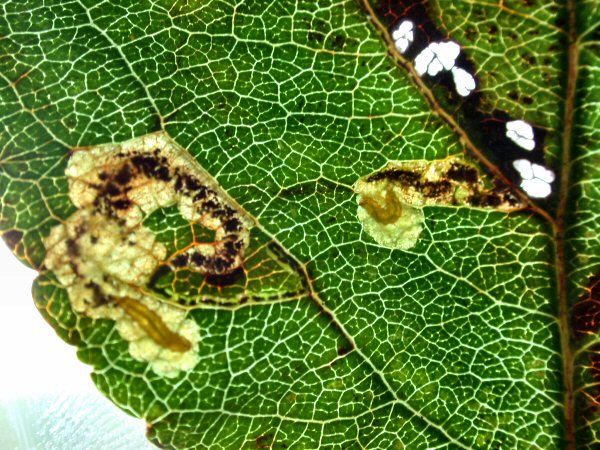 the larvae are yellow