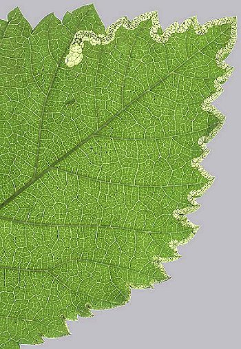 the mine exit is upper side of the leaf