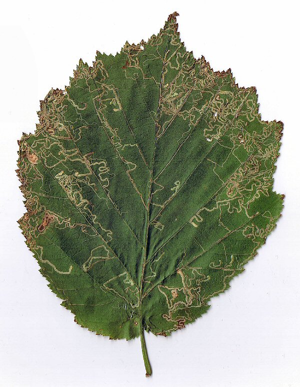 there may be several mines in a leaf