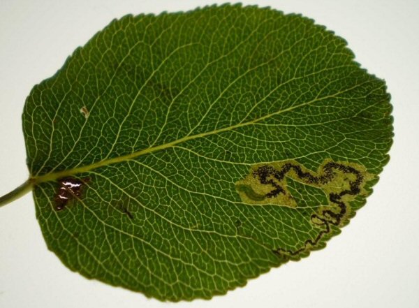larva in mine
