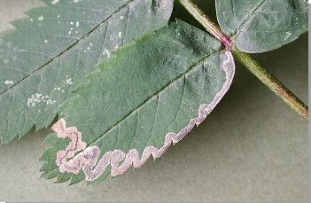 mine often follows the leaf edge