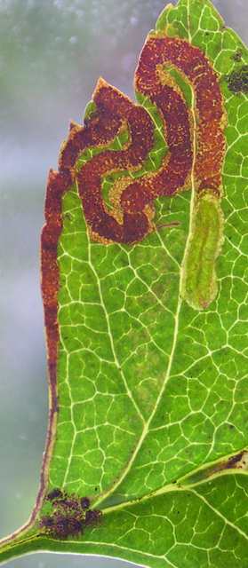 the larva is bright green
