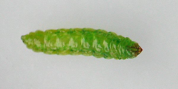 the larva is green
