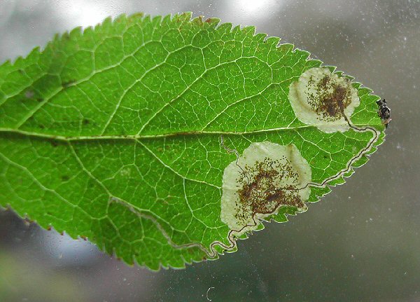 larvae are pale yellow