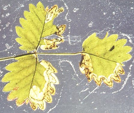 the gallery follows the leaf edge