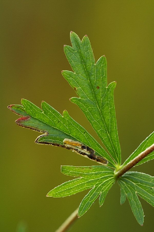 the larva is yellow