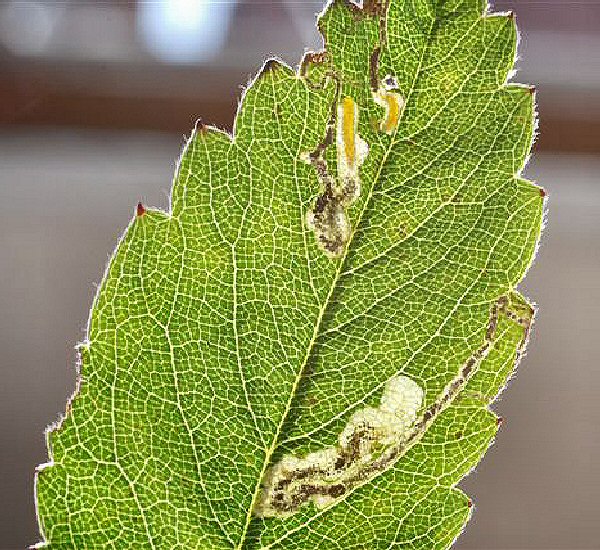 the larva is amber yellow, with a brown head