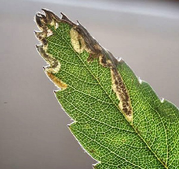the larva is amber yellow, with a brown head
