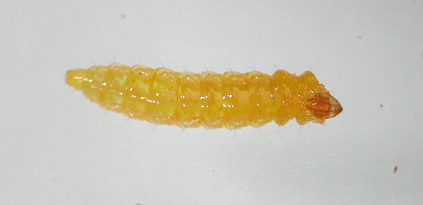 dorsal view of larva