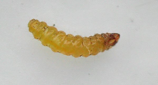 dorsal view
