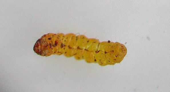 ventral view