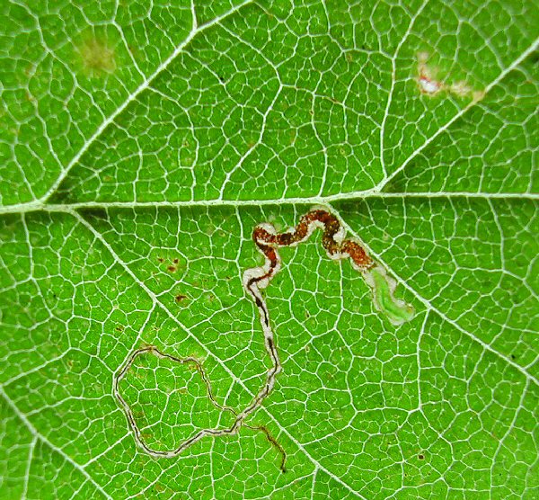 the larva is green