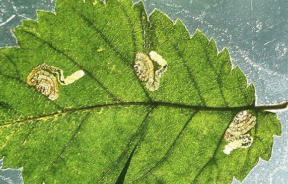 there may be more than one mine in a leaf