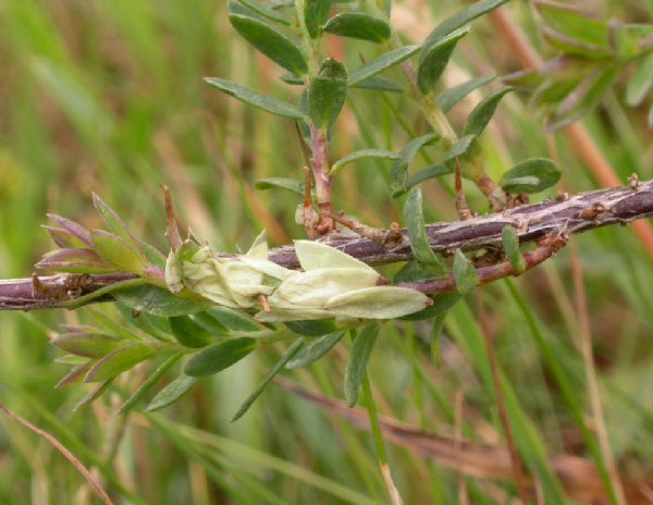 the spun leaves turn yellow as they are mined