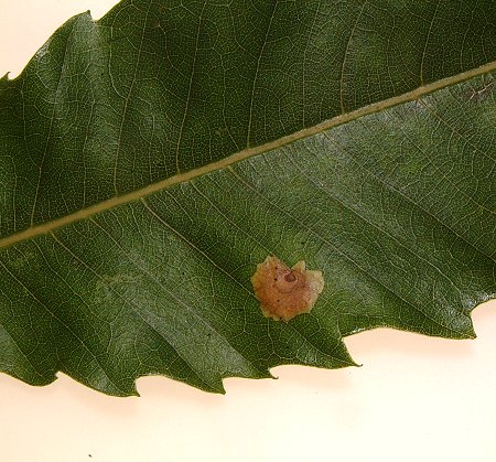mine on sweet chestnut