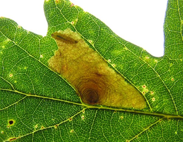 larva in mine