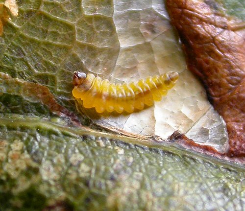 the larva