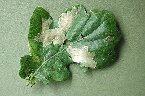 white blotch mines are formed