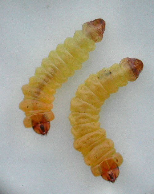 the larvae in dorsal view