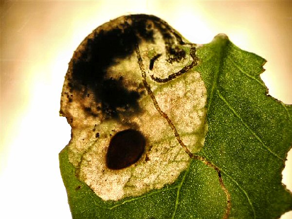 a pupa has formed here inside the mine