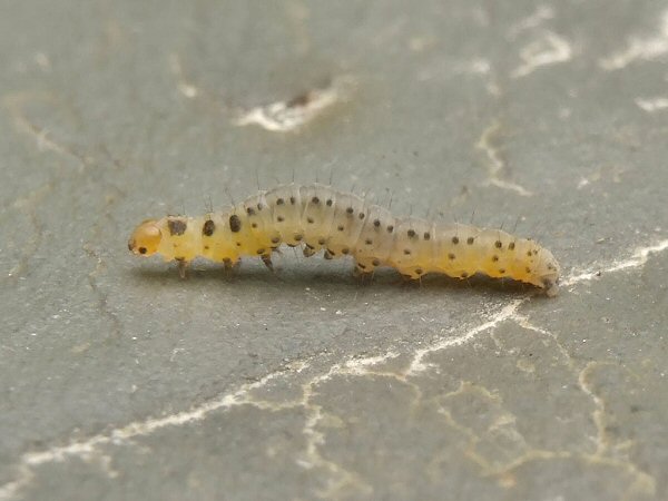larva in lateral view