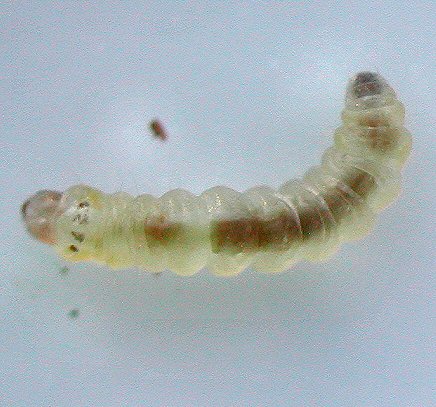 larva ventral view