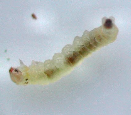 larva lateral view