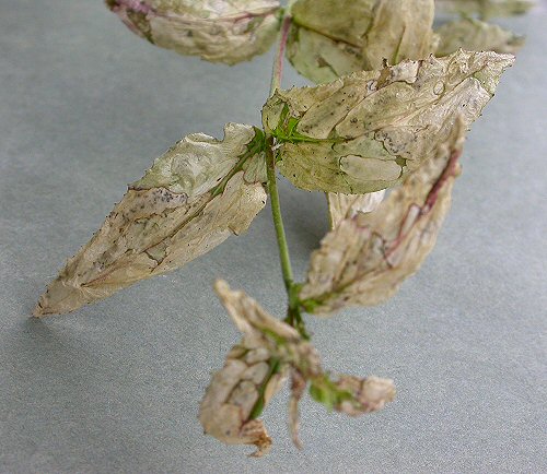 the mines can be so extensive as to cause the leaves to lose colouration