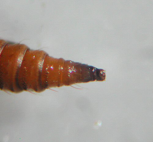 cremaster - dorsal view