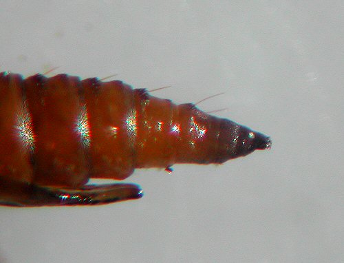 lateral view
