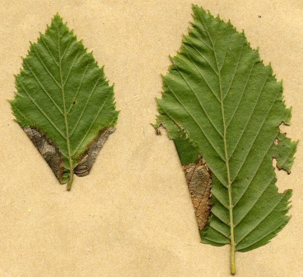 the leaf edge is folded