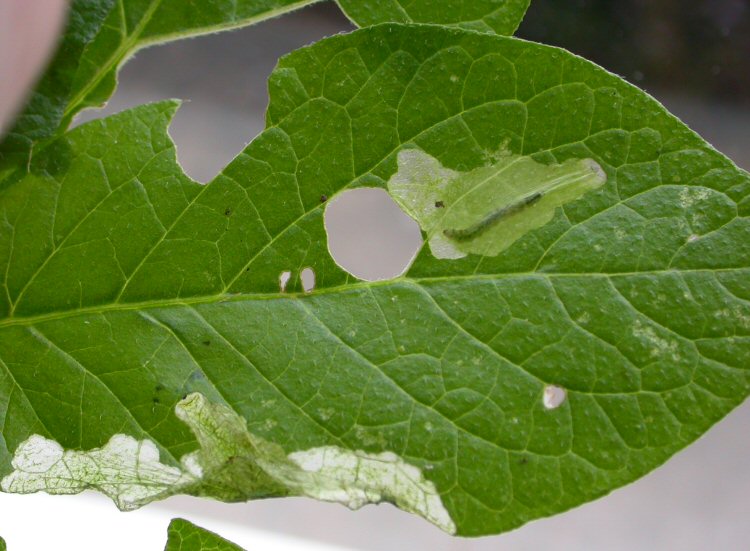 larva in mine