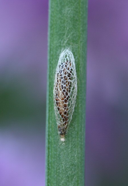 cocoon