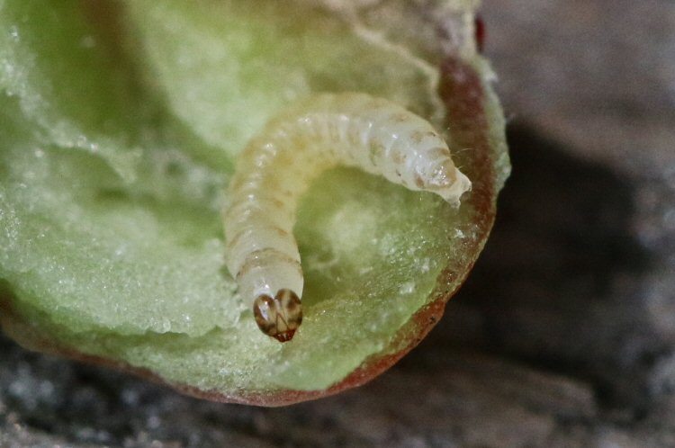 larva