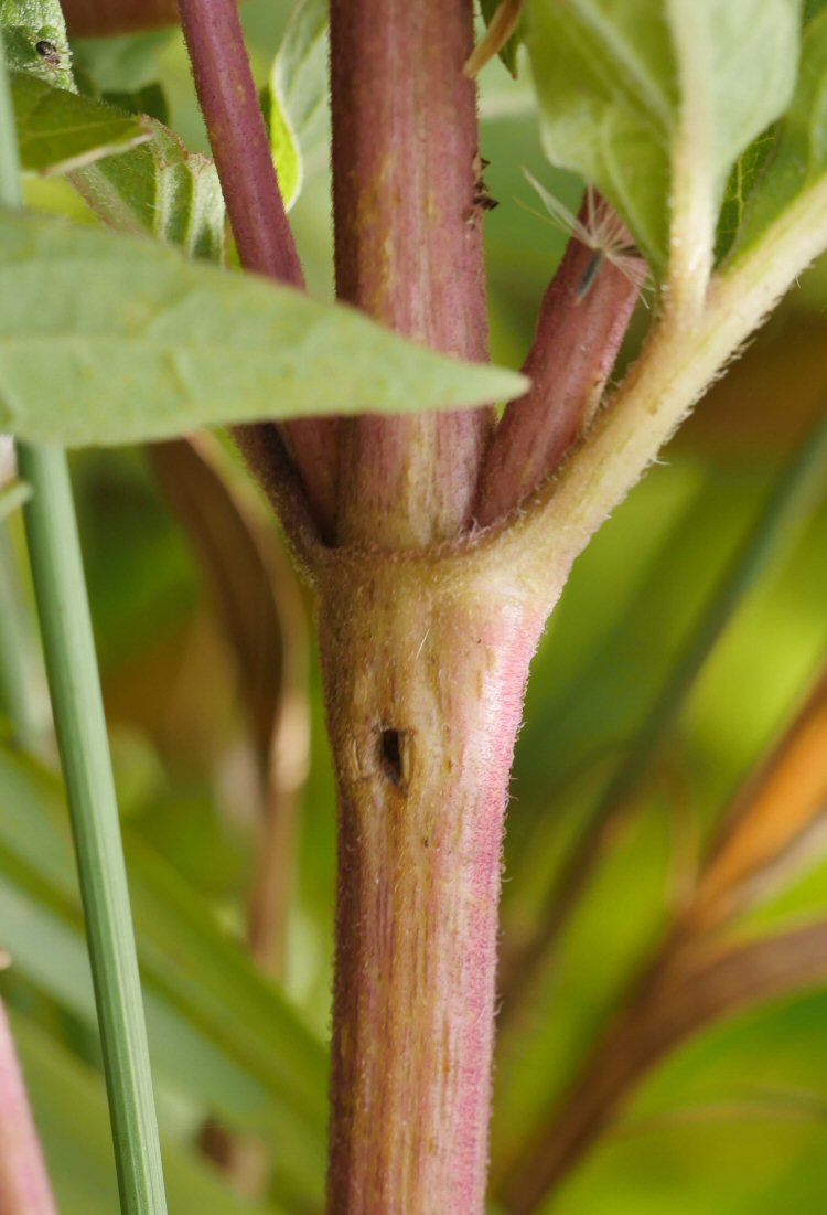 makes a stem gall