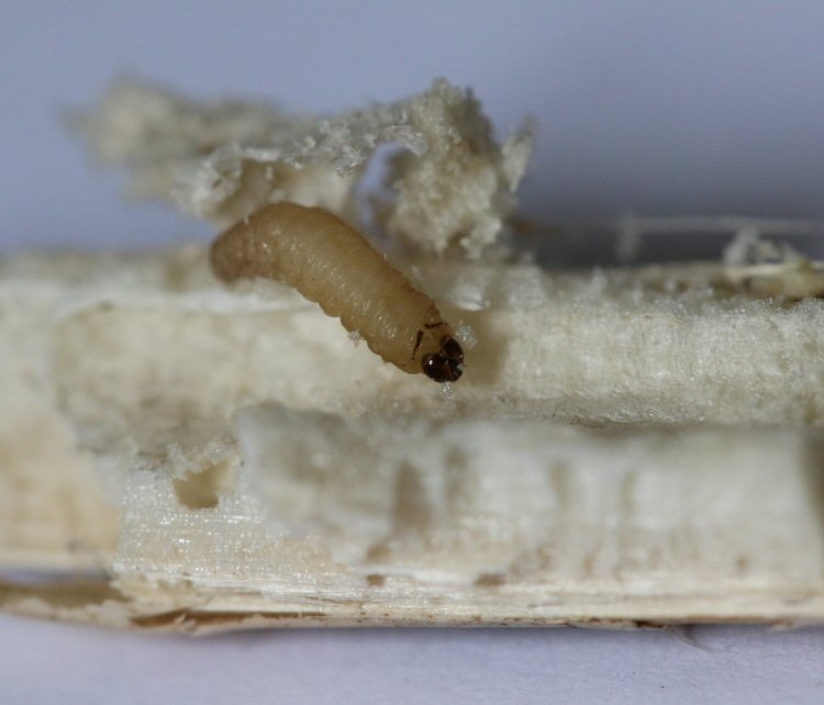 larva