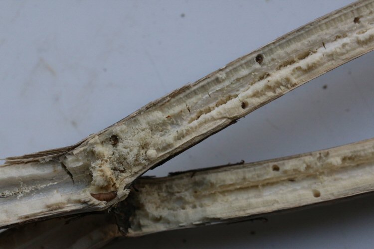 enetrance or exit holes in the stem