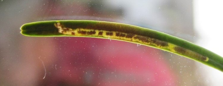 larva in mine