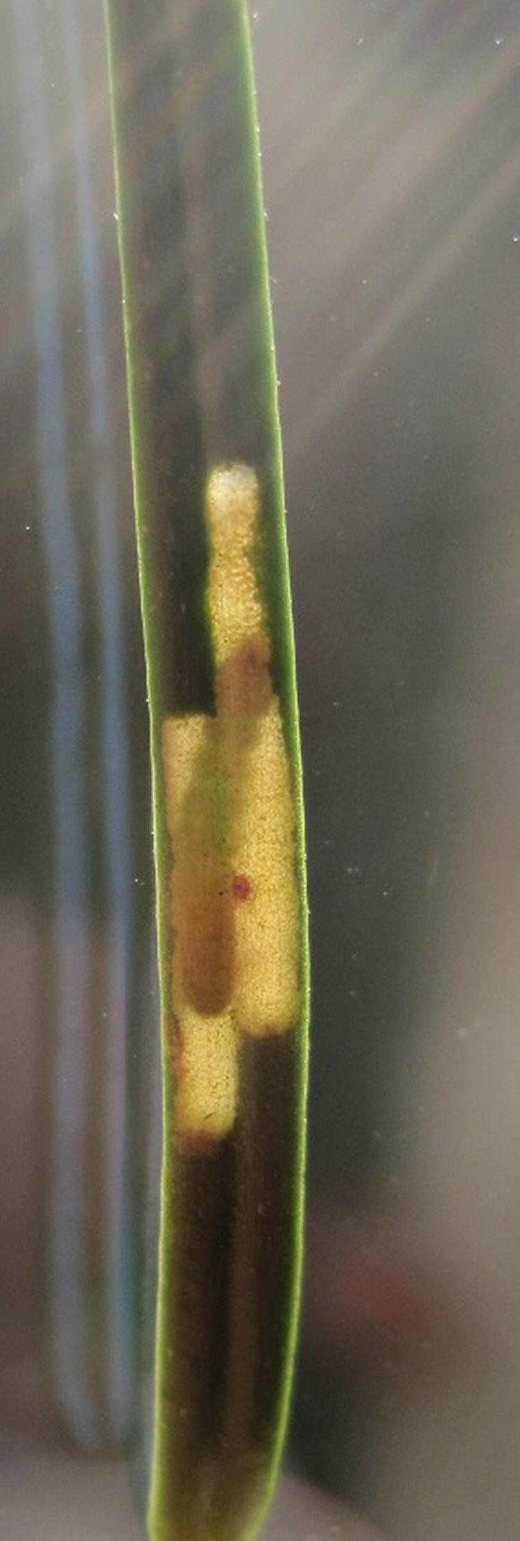 larva in mine