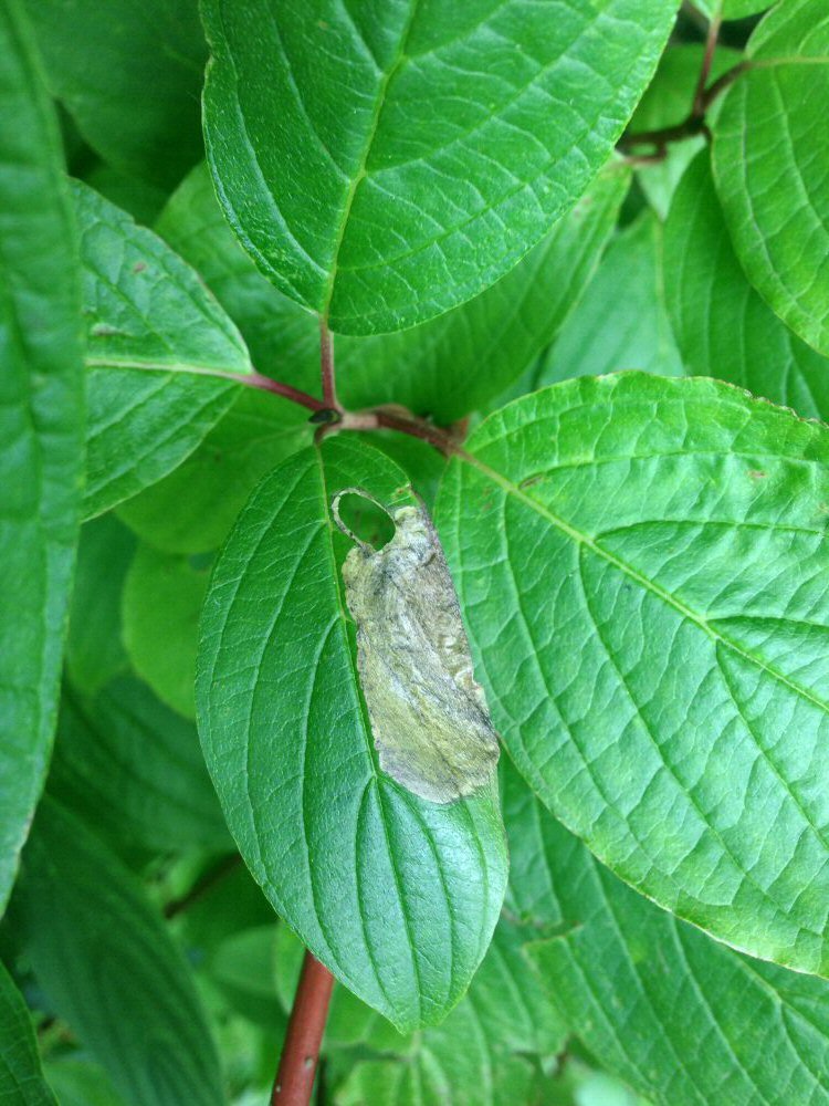 the cut out is 5.5-7mm long